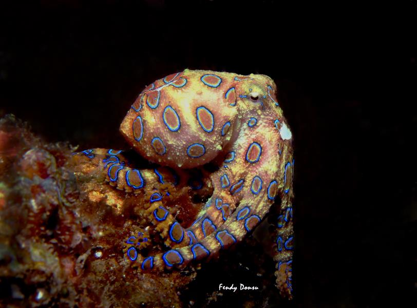 Blue Ring Octopus 