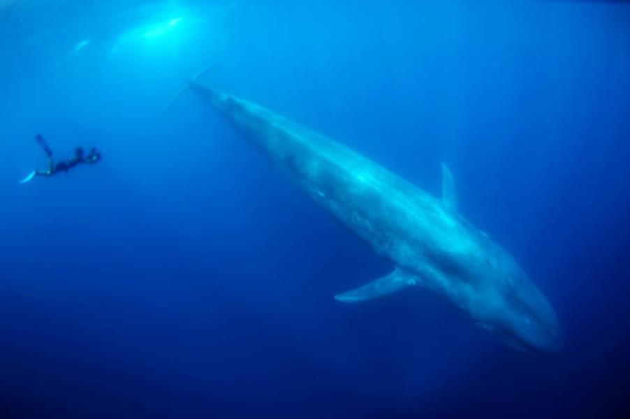 blue-whale-diver_1858471i
