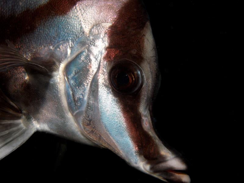 Boar Fish Close-up