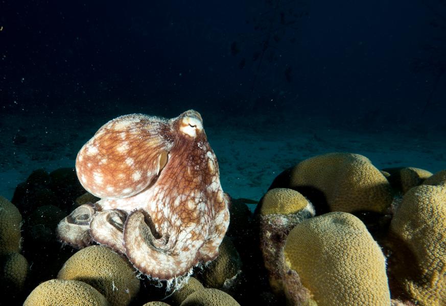Bonaire Octopus
