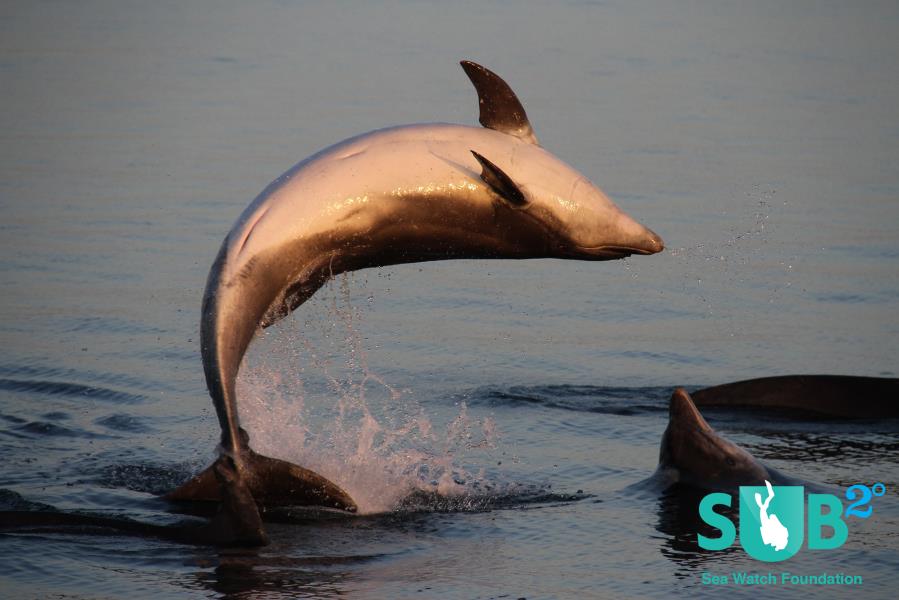 Bottlenose dolphin in Cardigan Bay