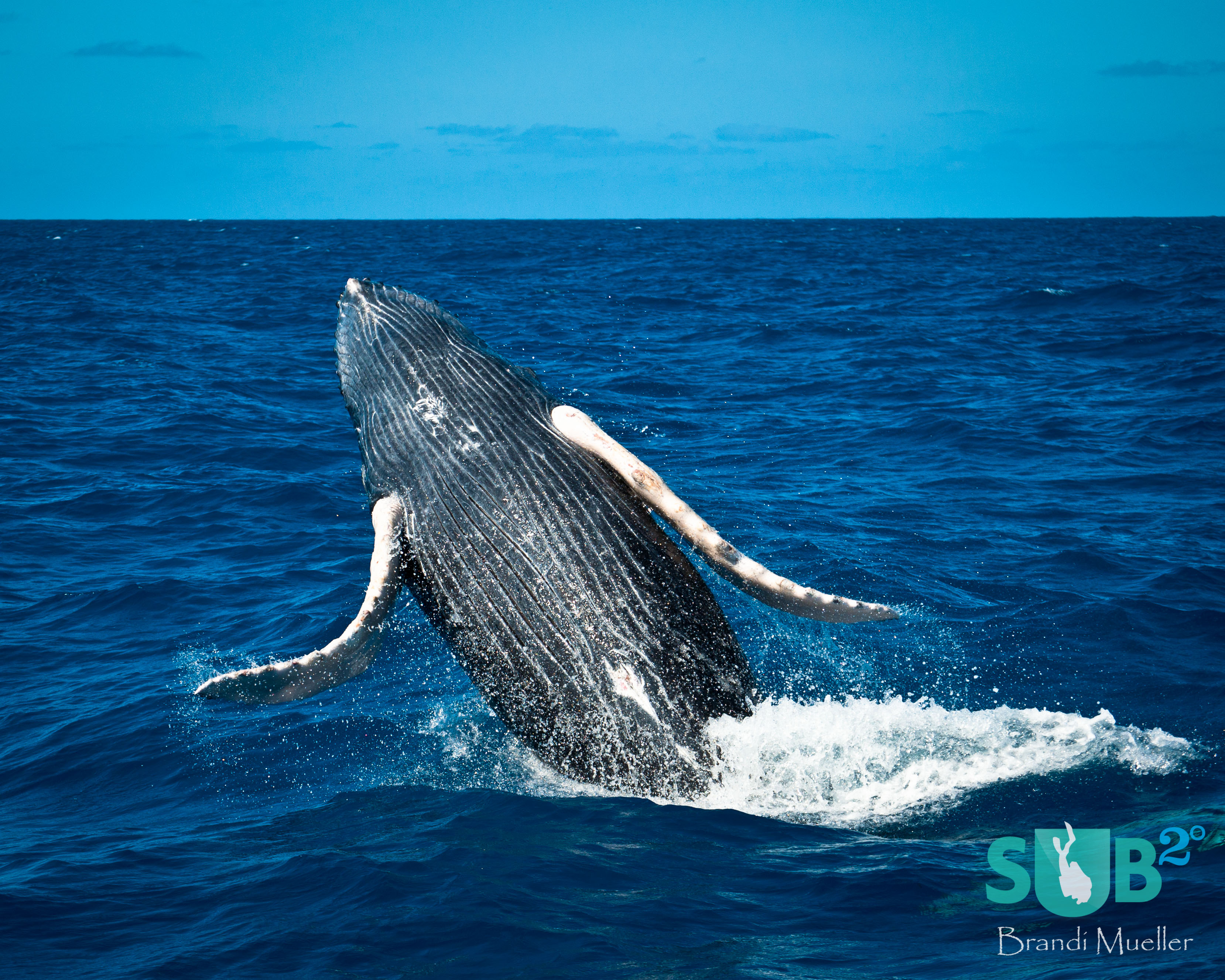 A humpback whale calf breaches at the Silver Bank.