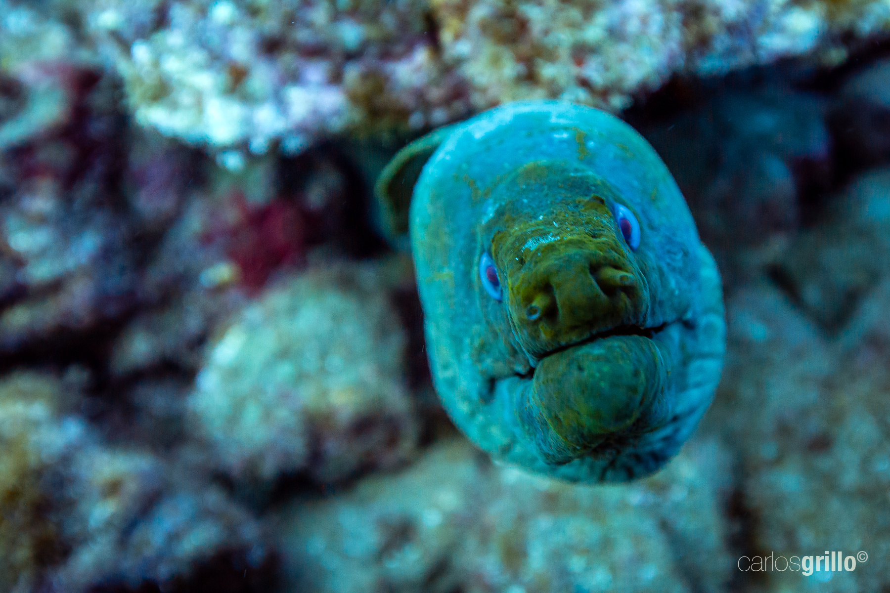 Someone should tell this moray that she can breathe underwater ;-) 