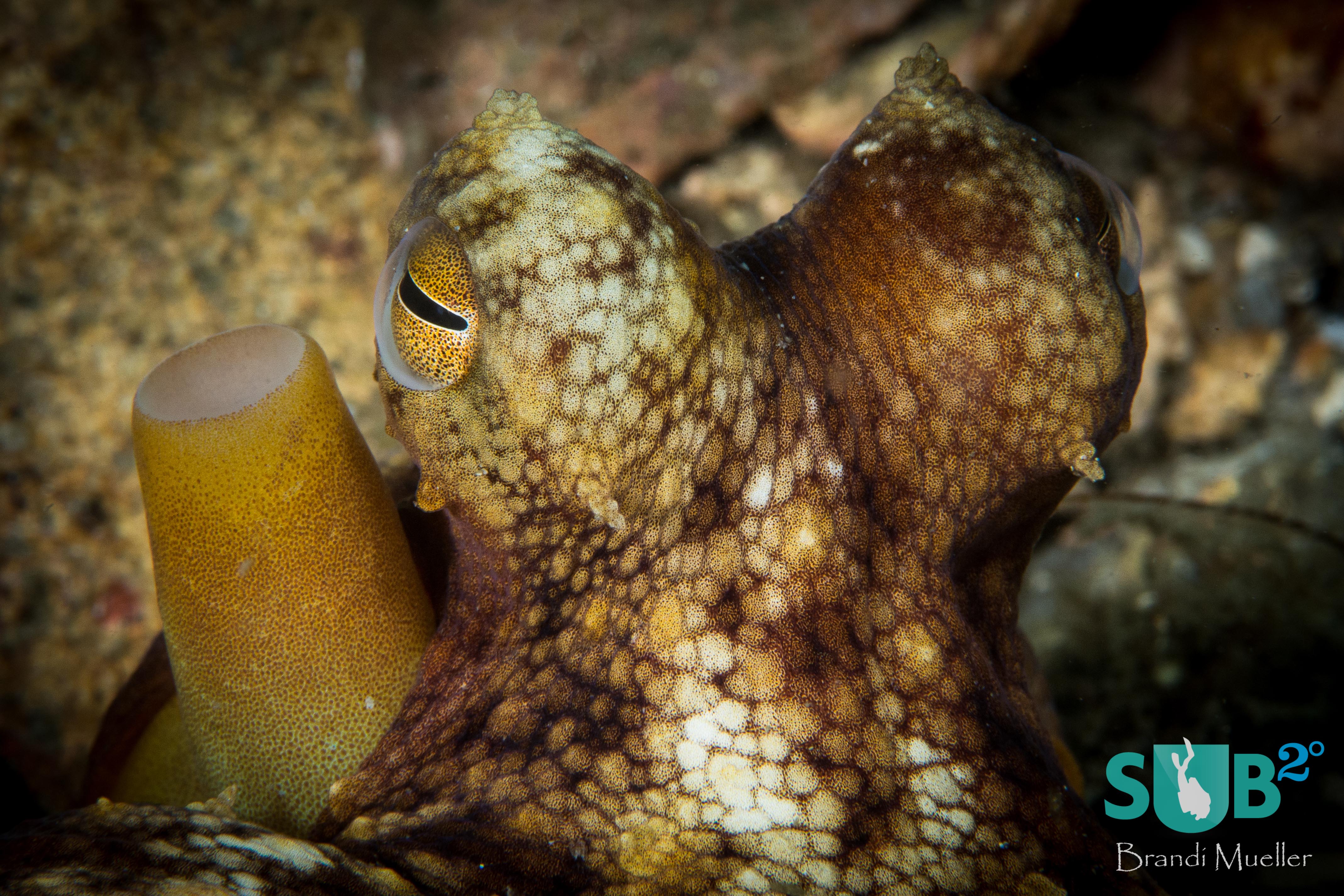 An octopus looks out from its home under the Blue Heron Bridge.