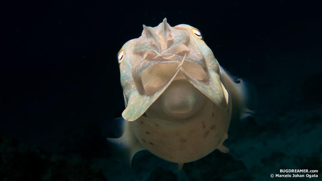 Broad club cuttlefish