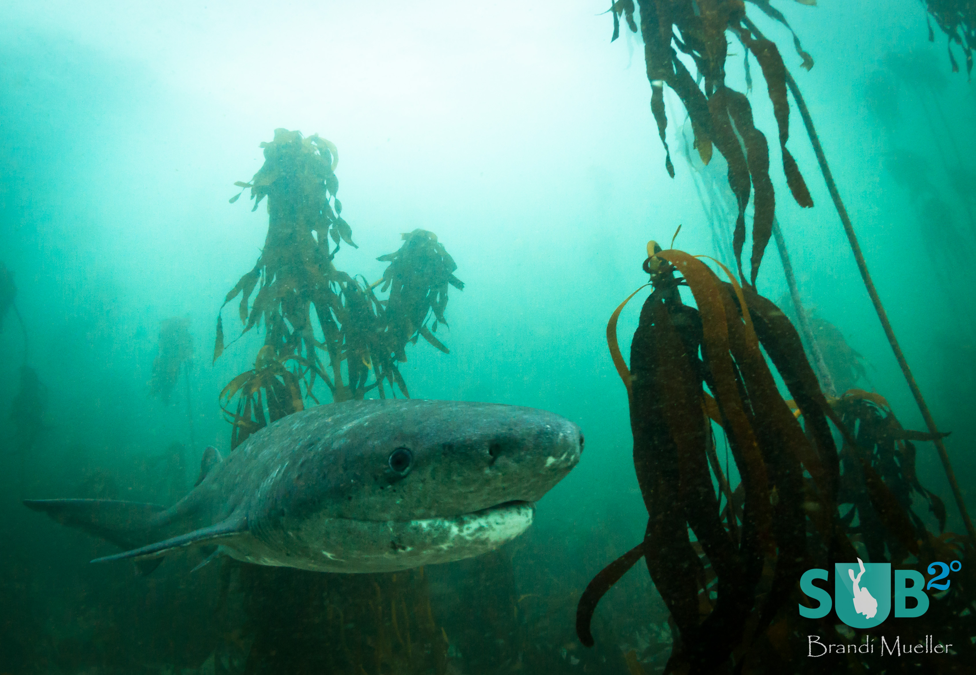 The sevengill cowshark can be seen in shallow waters off the coast of South Africa.