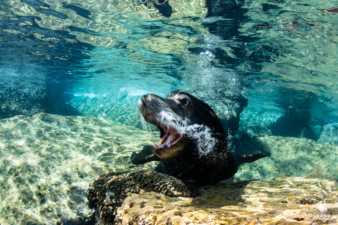 A bull sea lion passes in front of the camera to make his territory known.