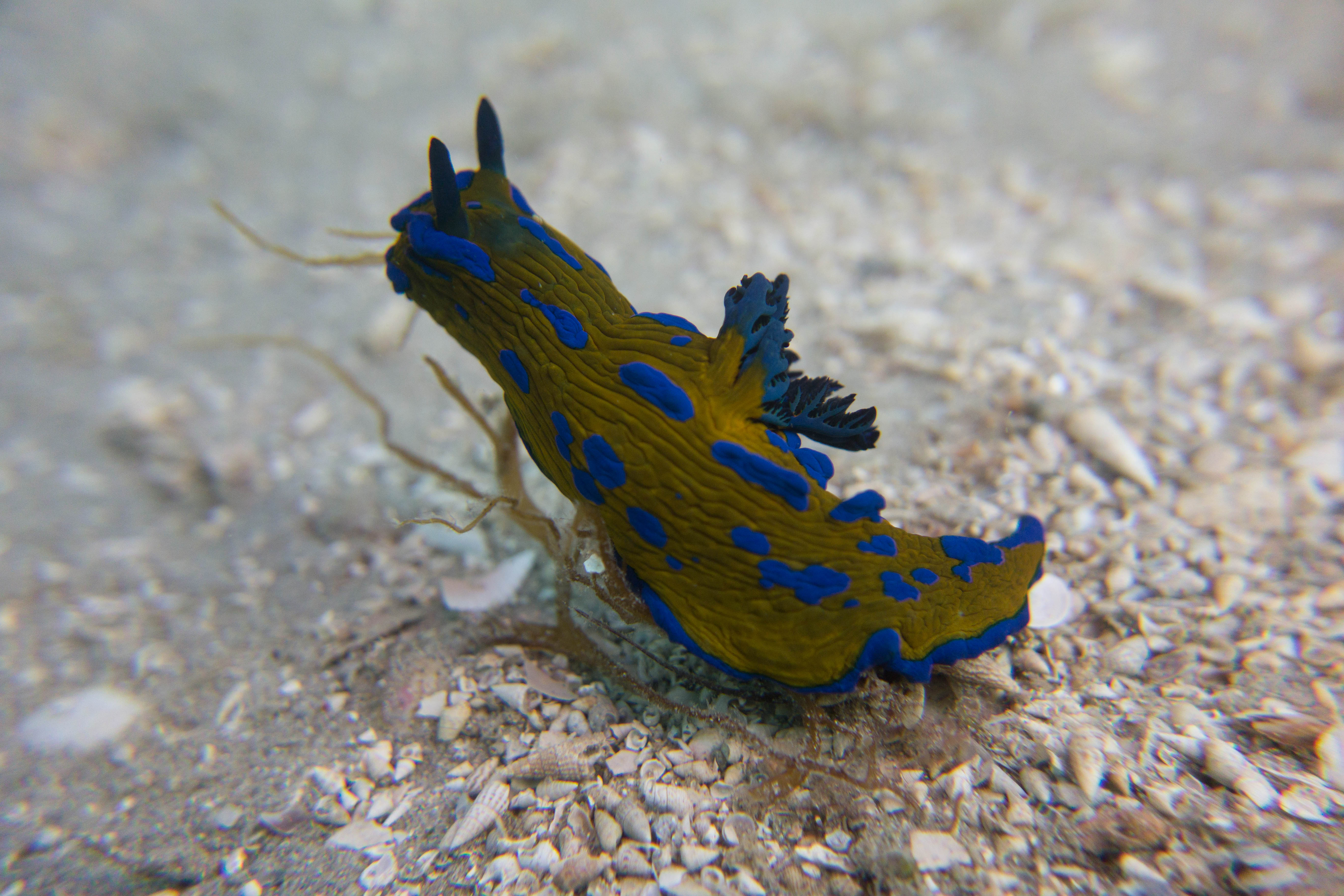 Verco's nudibranch
