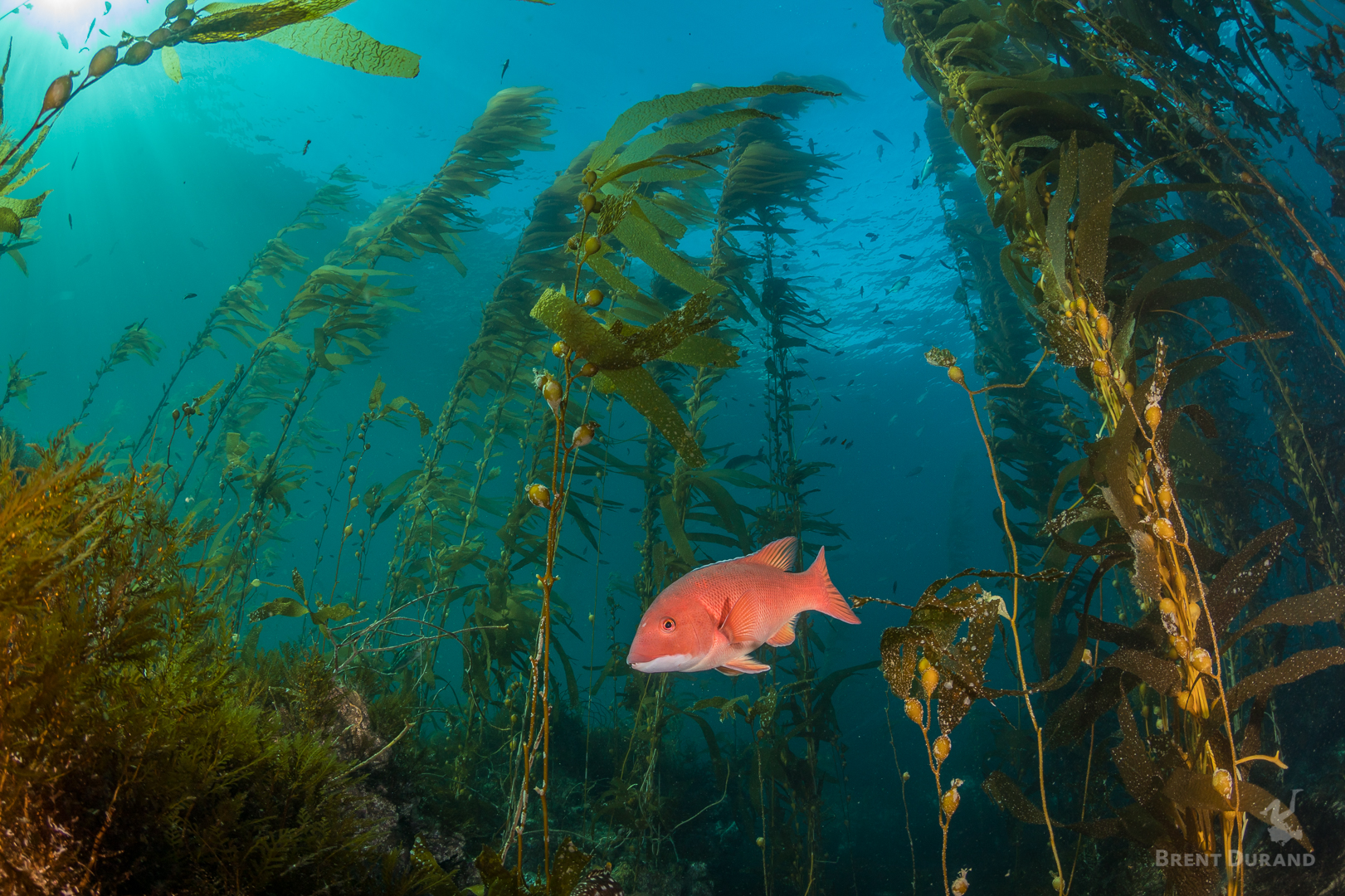 A female sheephead swims through the towering kelp forest at Anacapa Island in California's Channel Islands National Park.