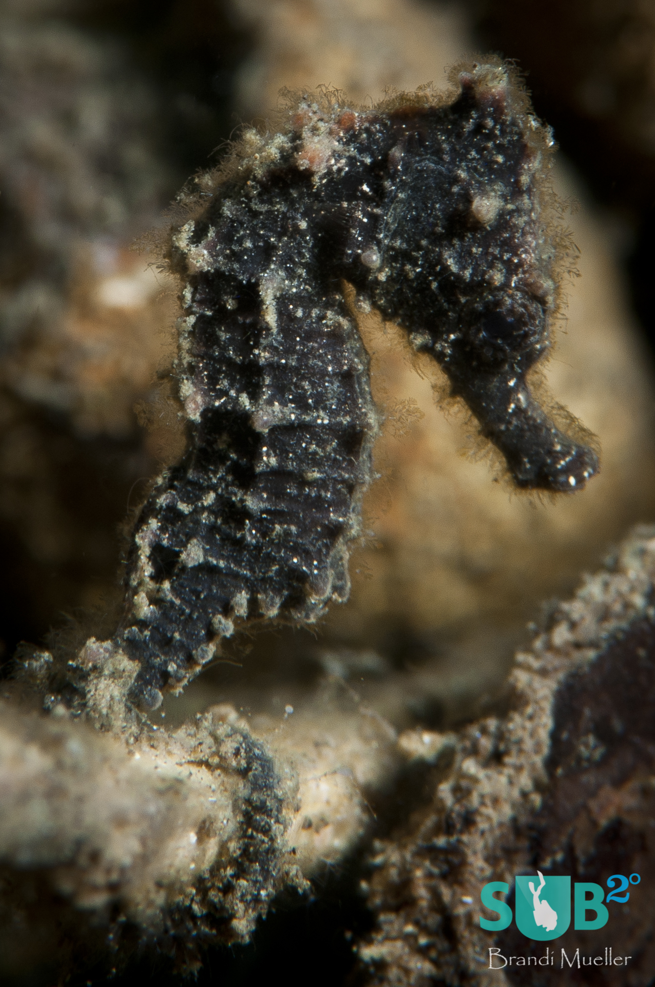 This tiny seahorse's coloration allows it to blend in perfectly with its home's surrounding dark debris.