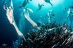 Cape Gannets Diving for Sardines