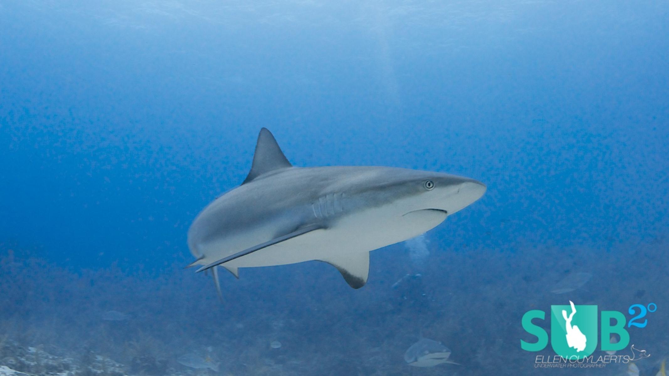 If you are lucky reef sharks wander on the sandy patches close to the wall!