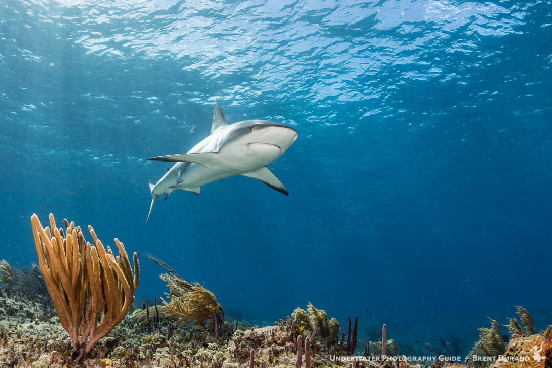 A Caribbean reef shark cruises above the ocean bottom.