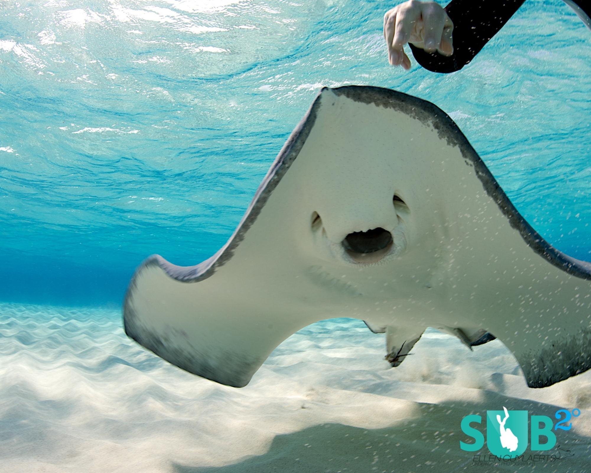 Stingrays usually graze on the sandy bottom and when they find a mollusk, their stubby teeth are strong enough to crack the shell.