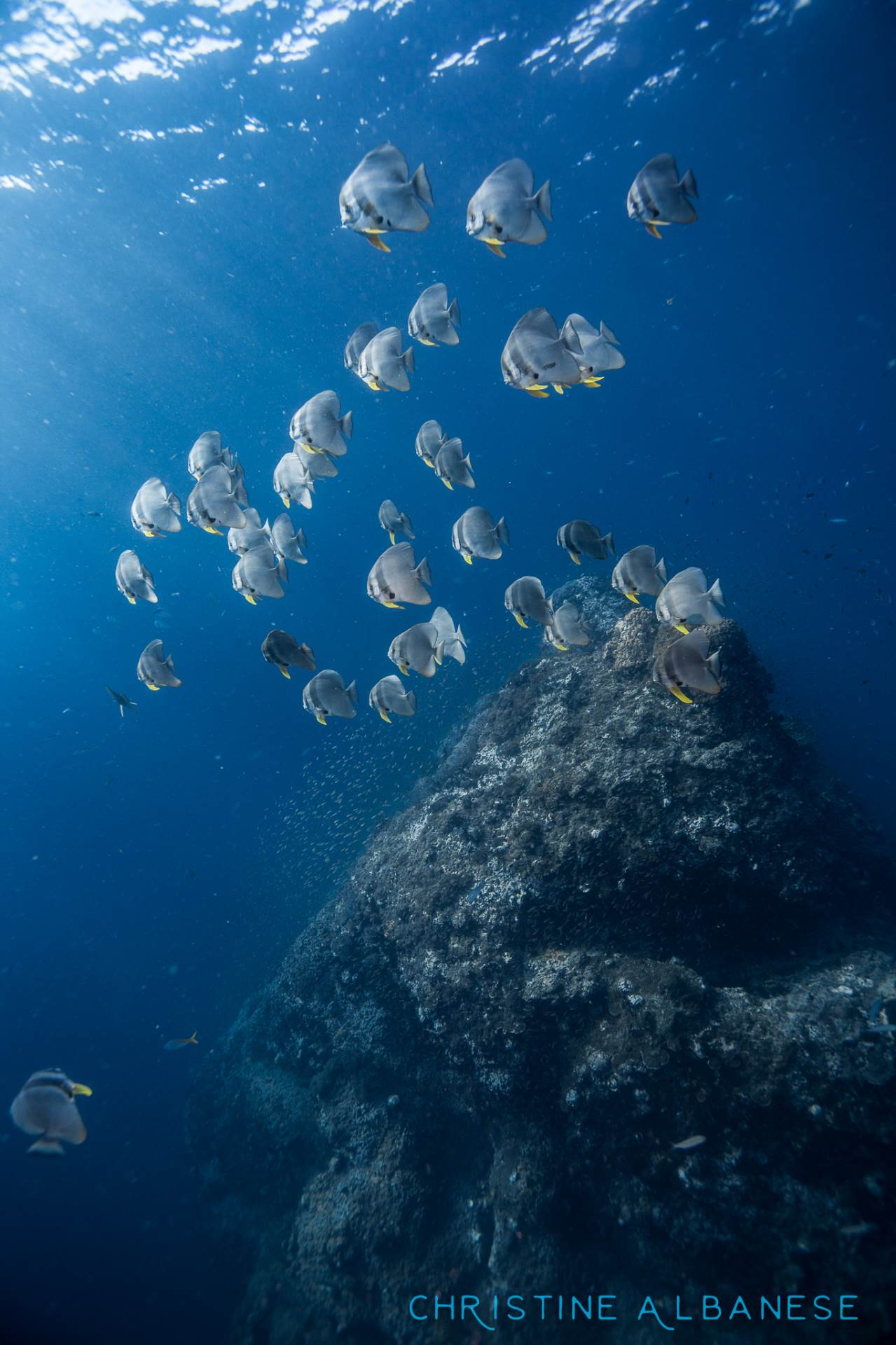 A school of batfish are hanging out in the rays of sunlight just off a small pinnacle at Sailrock. Batfish are incredibly friendly animals whom are quite curious about divers - some individuals will make very close passes just to check you out. 😋
