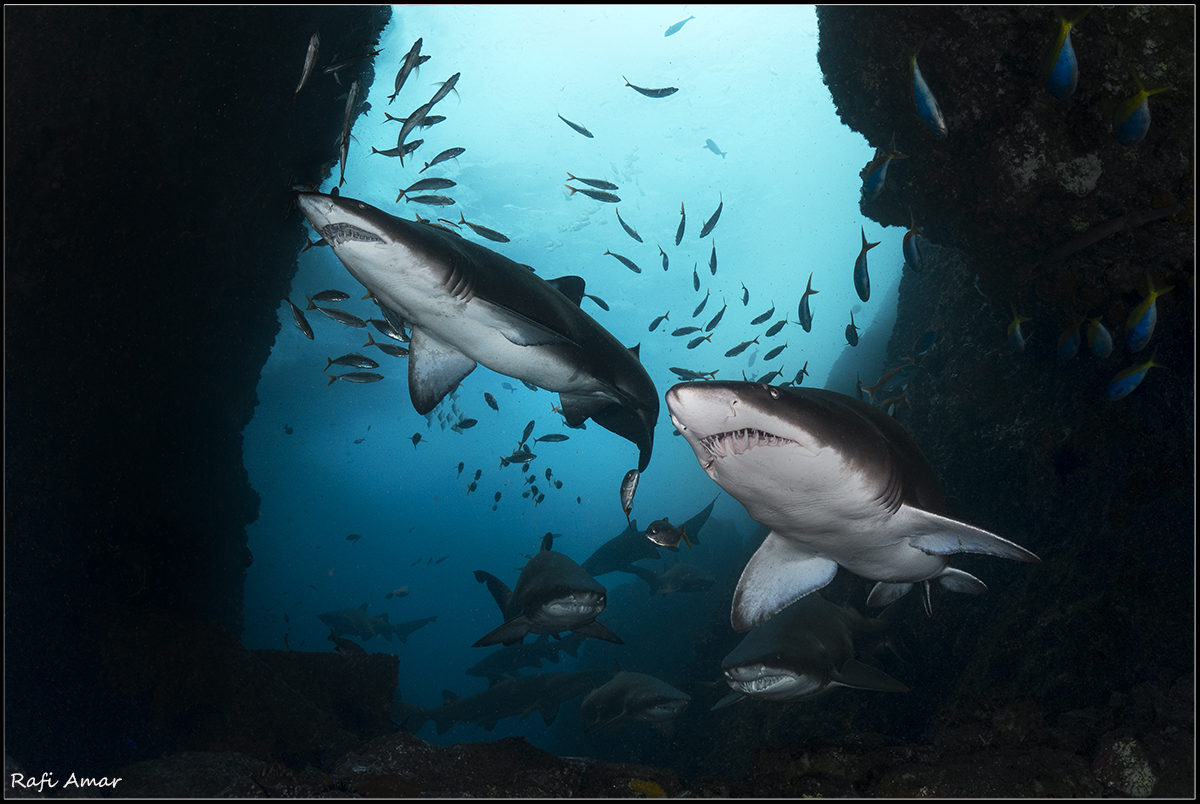 Cave of the Sharks.
graet nurse shark..