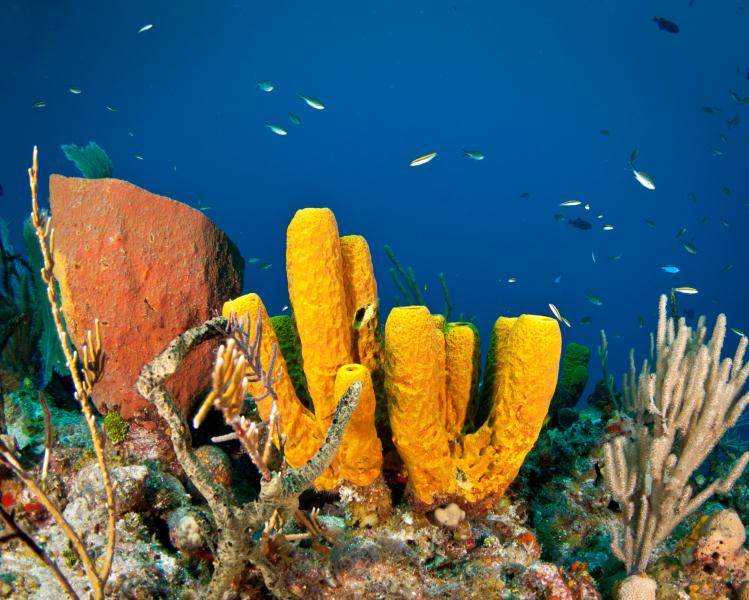 Cayman Islands coral reef