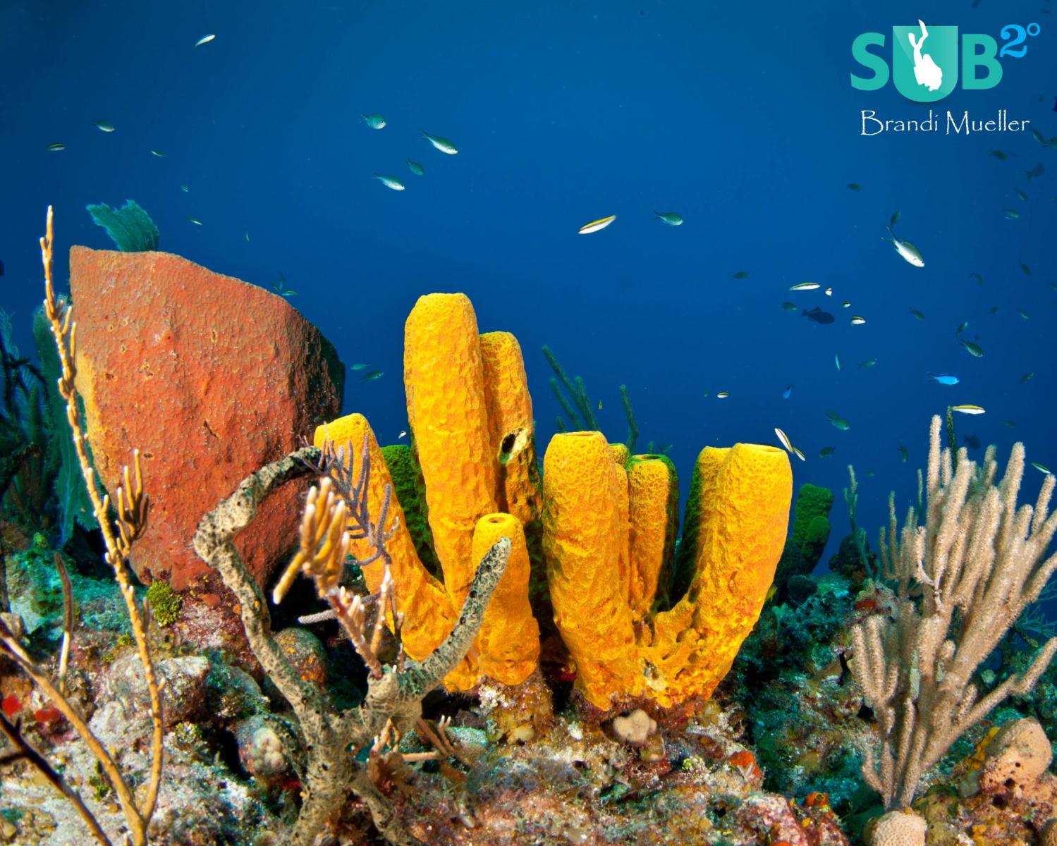 The Cayman Islands offer a Garden of Underwater Eden just offshore. 
