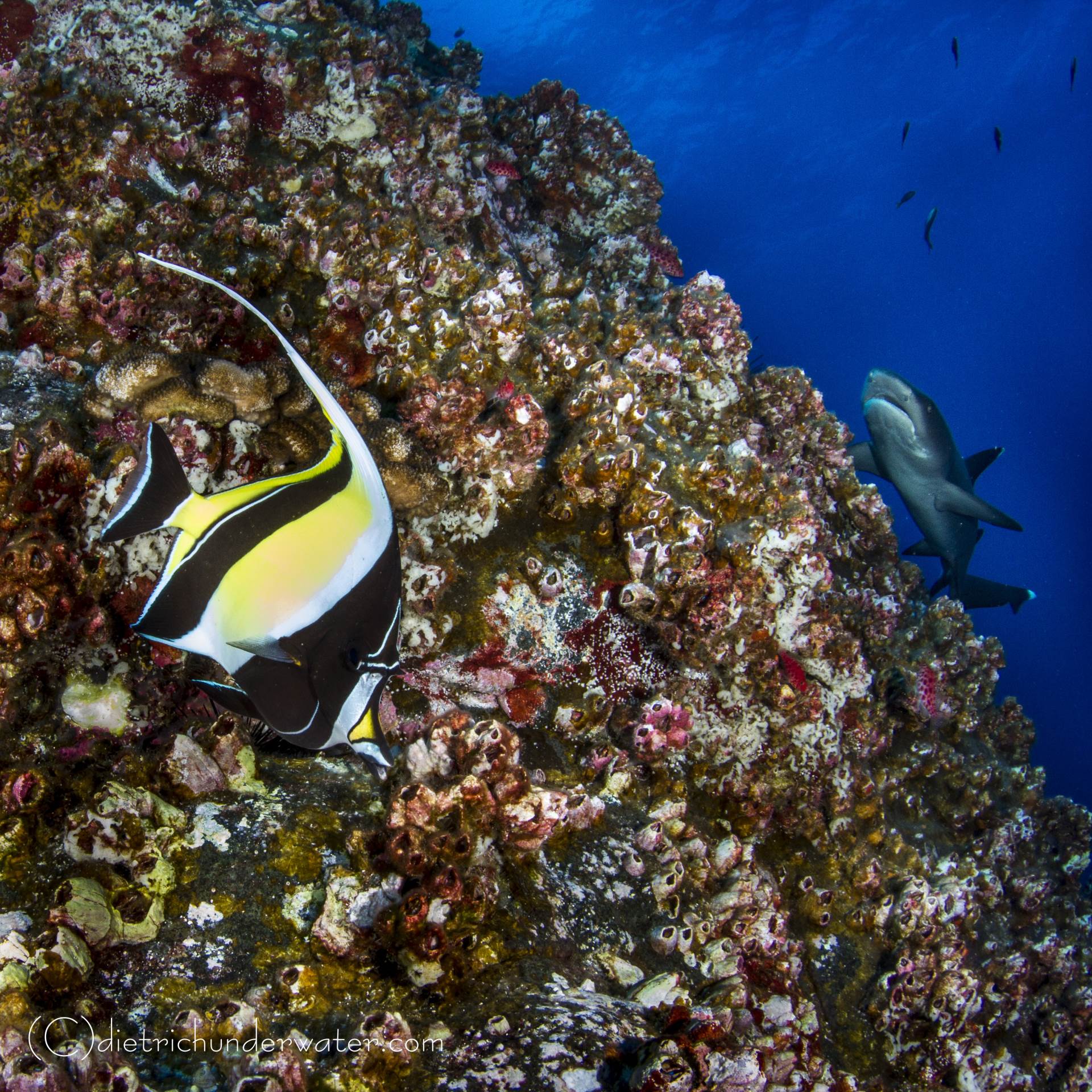 Beauty & the Beast:  a great image of a Moorish Idol and Whitetip shark against a beautiful reef.