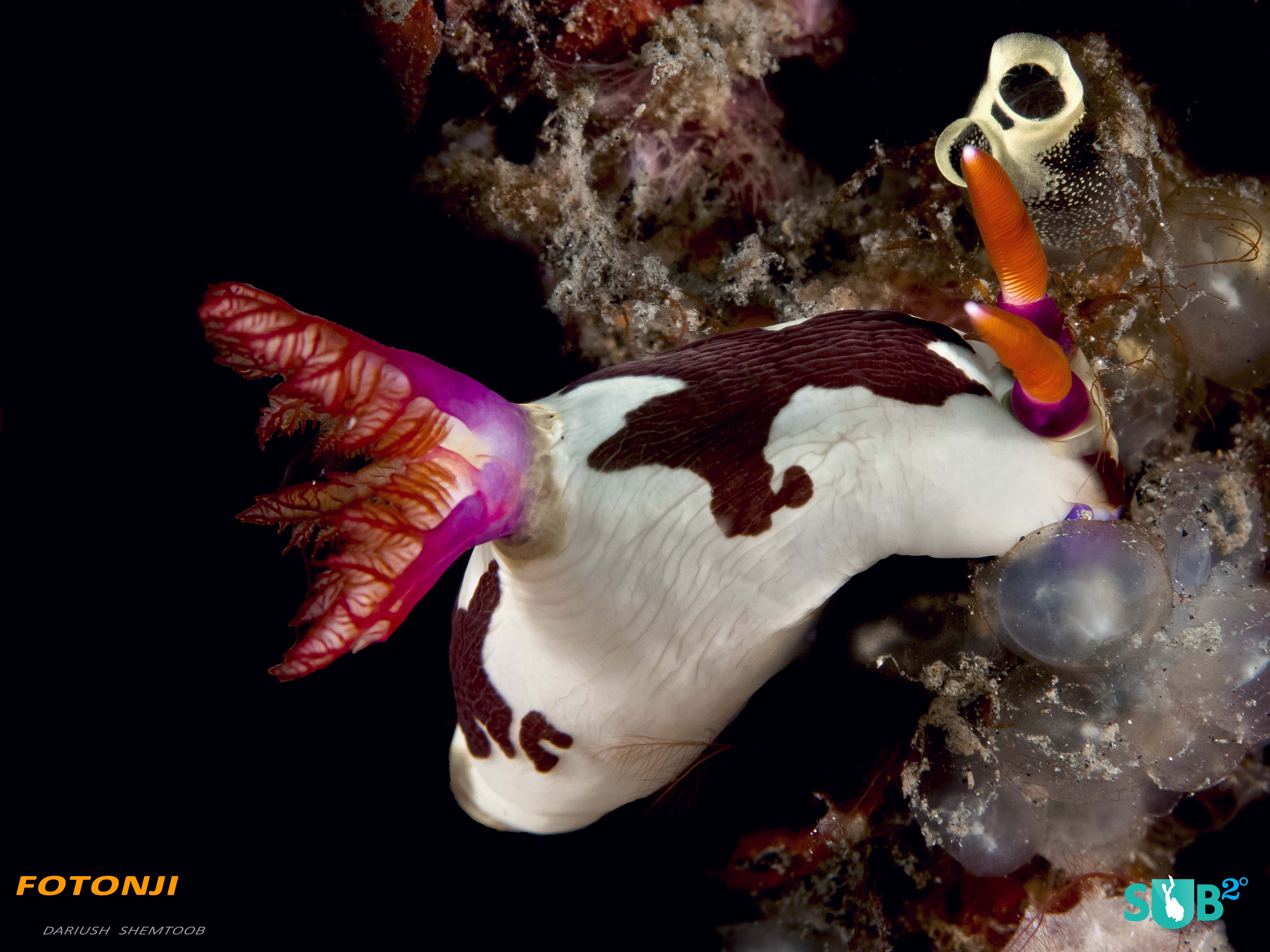 One of countless nudibranchs found in Lembeh.