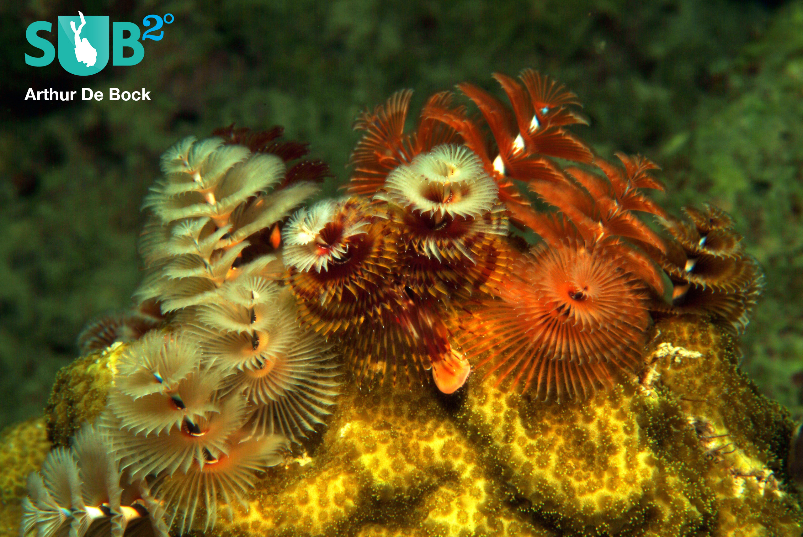 A coral reef just wouldn't be the same without Christmas Tree Worms (Spirobranchus giganteus). 