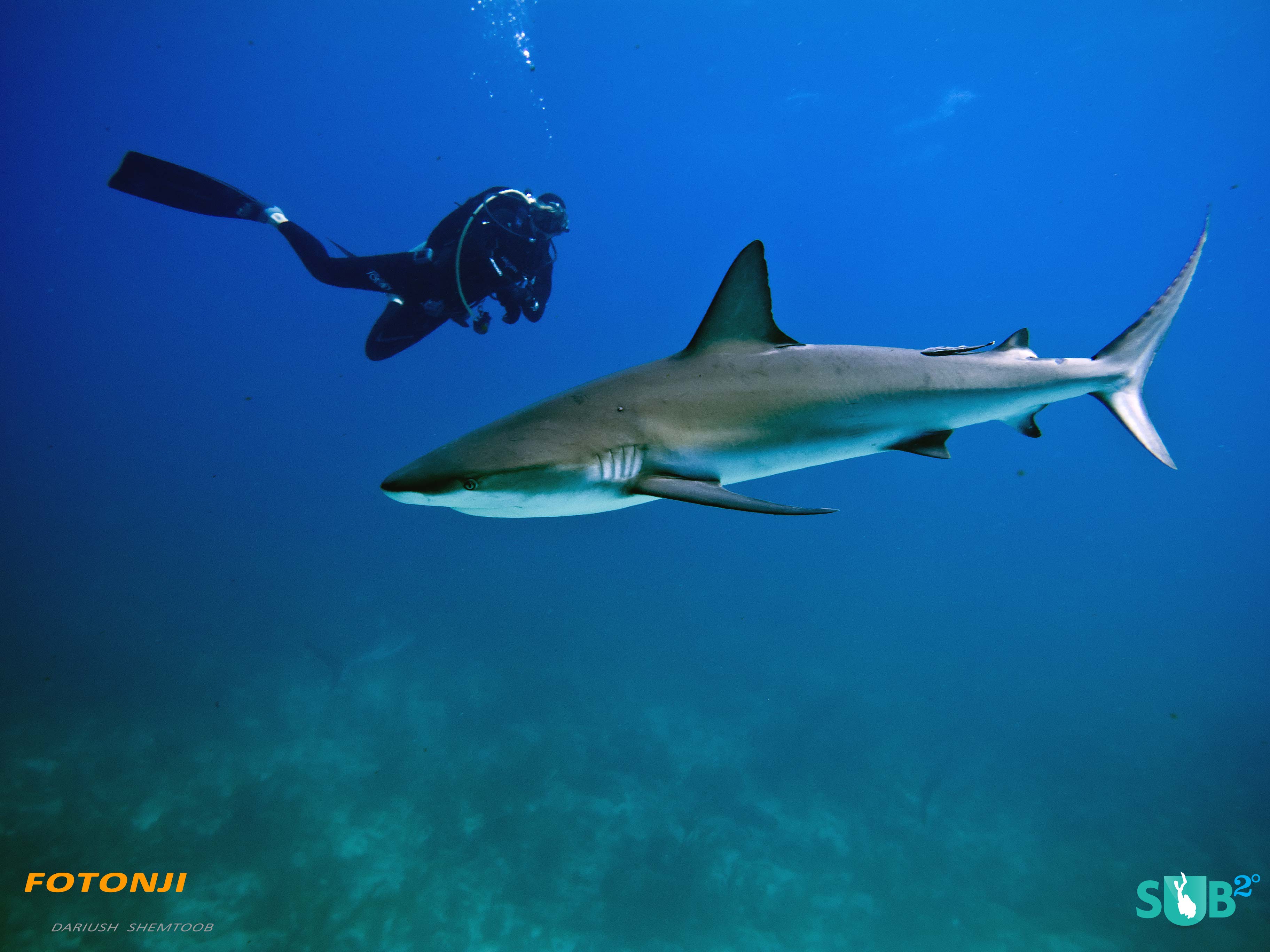 Accustomed to divers' presence, reef sharks circle around, waiting for the feeding to begin.
