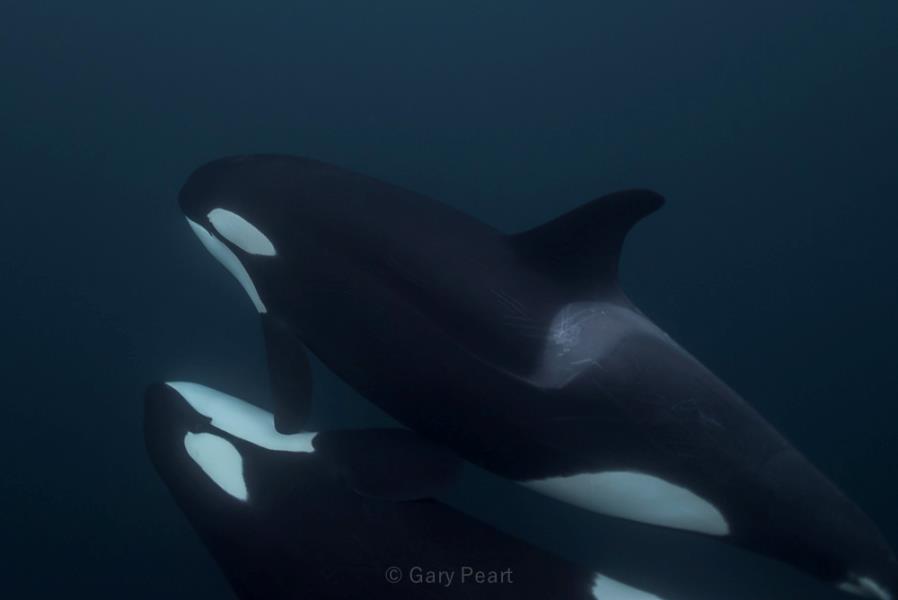 close orcas-1