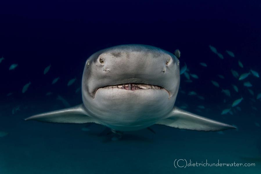 CloseUp Shark