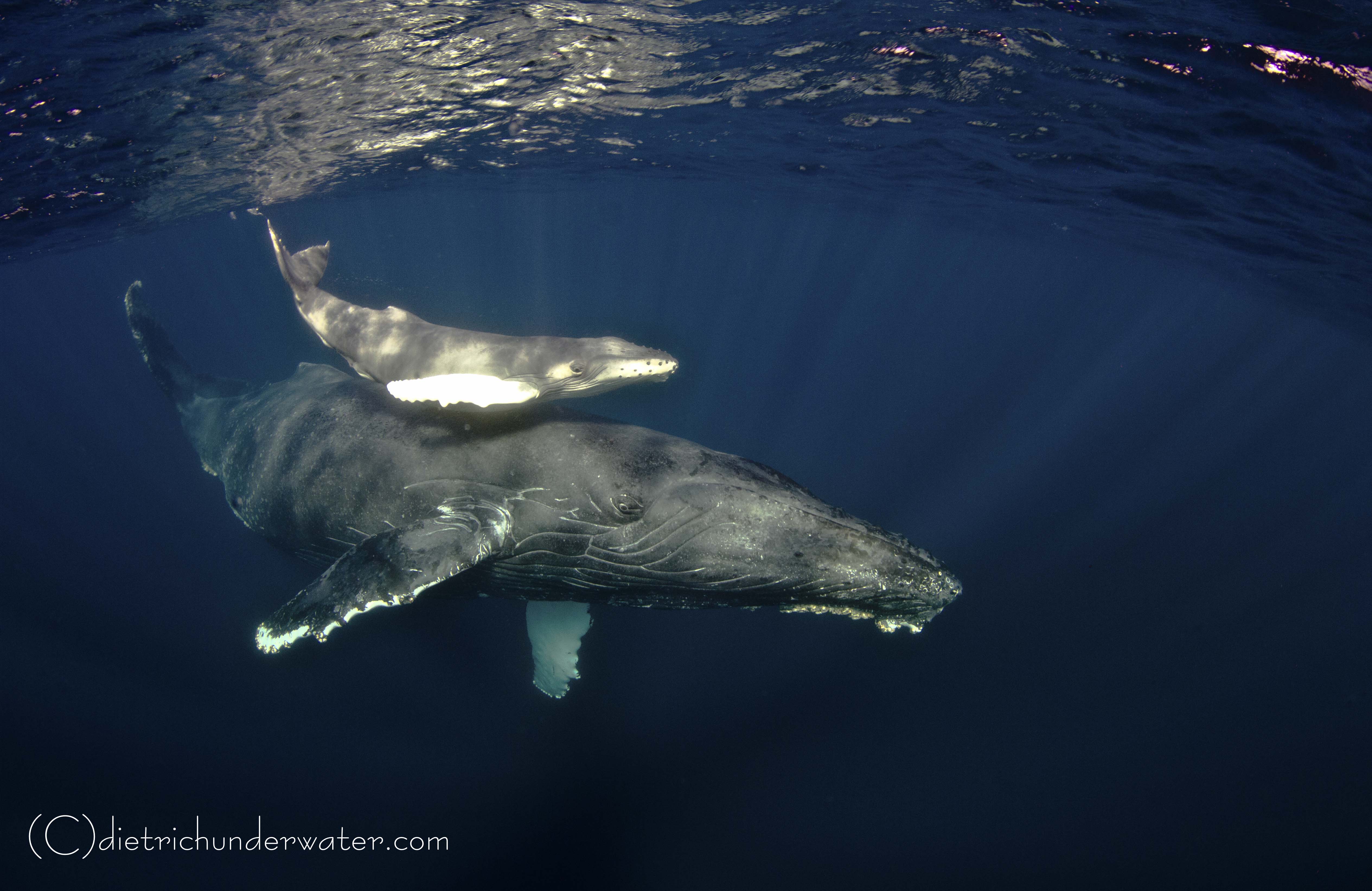 Motherly Love:  A humpback whale with her calf.