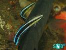 Common Cleanerfish