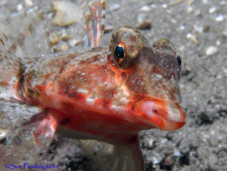 Common Stinkfish