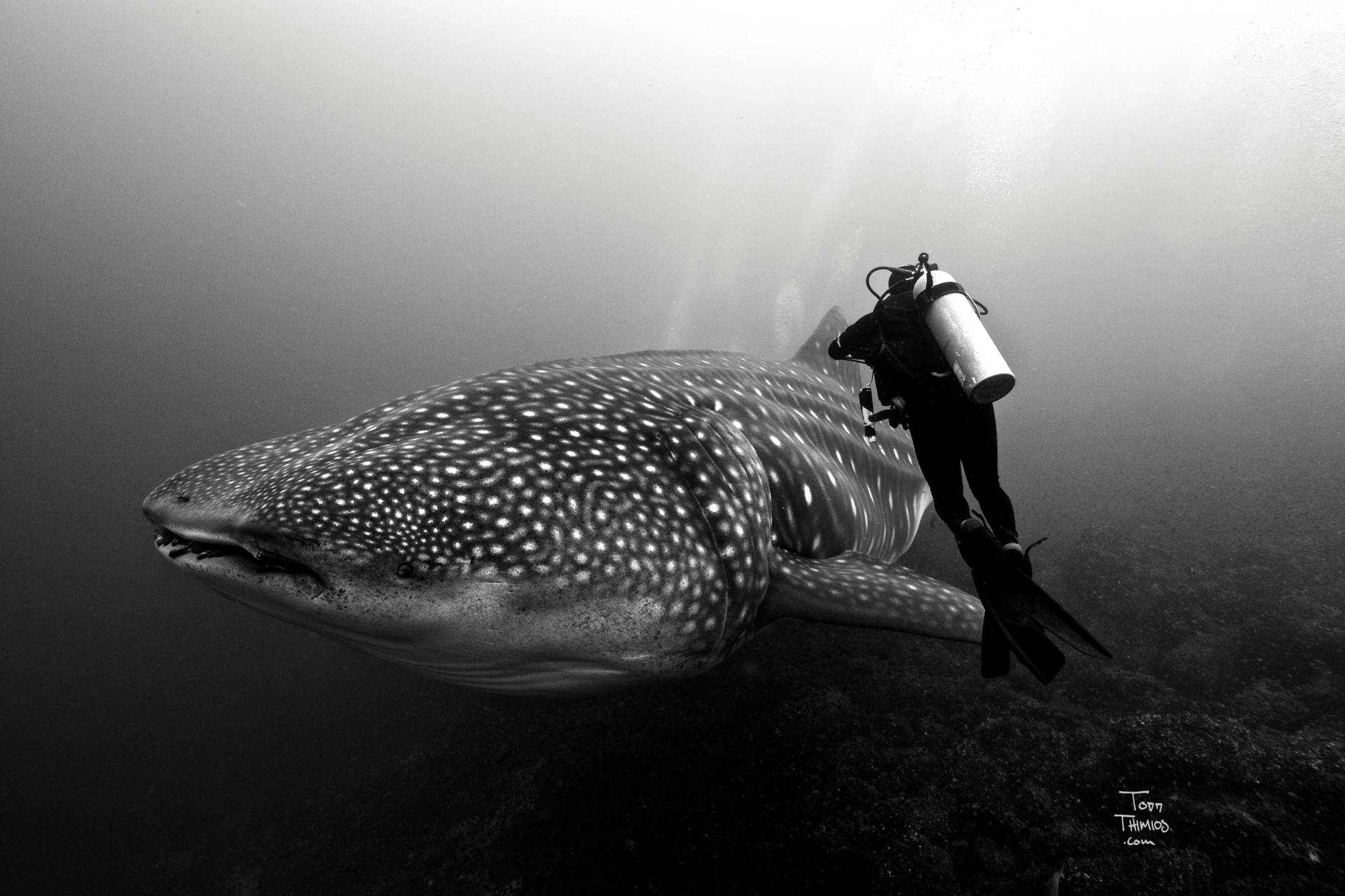 An incredible moment with the biggest whale shark I've ever seen emerge from the depths and leave us all in awe.
http://www.toddthimios.com/shopgallery/