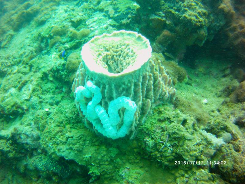Coral Cucumber