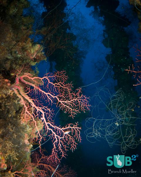 Coral Growth on the Wrecks of Chuuk