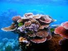 Coral Outcrop, Flynn Reef
