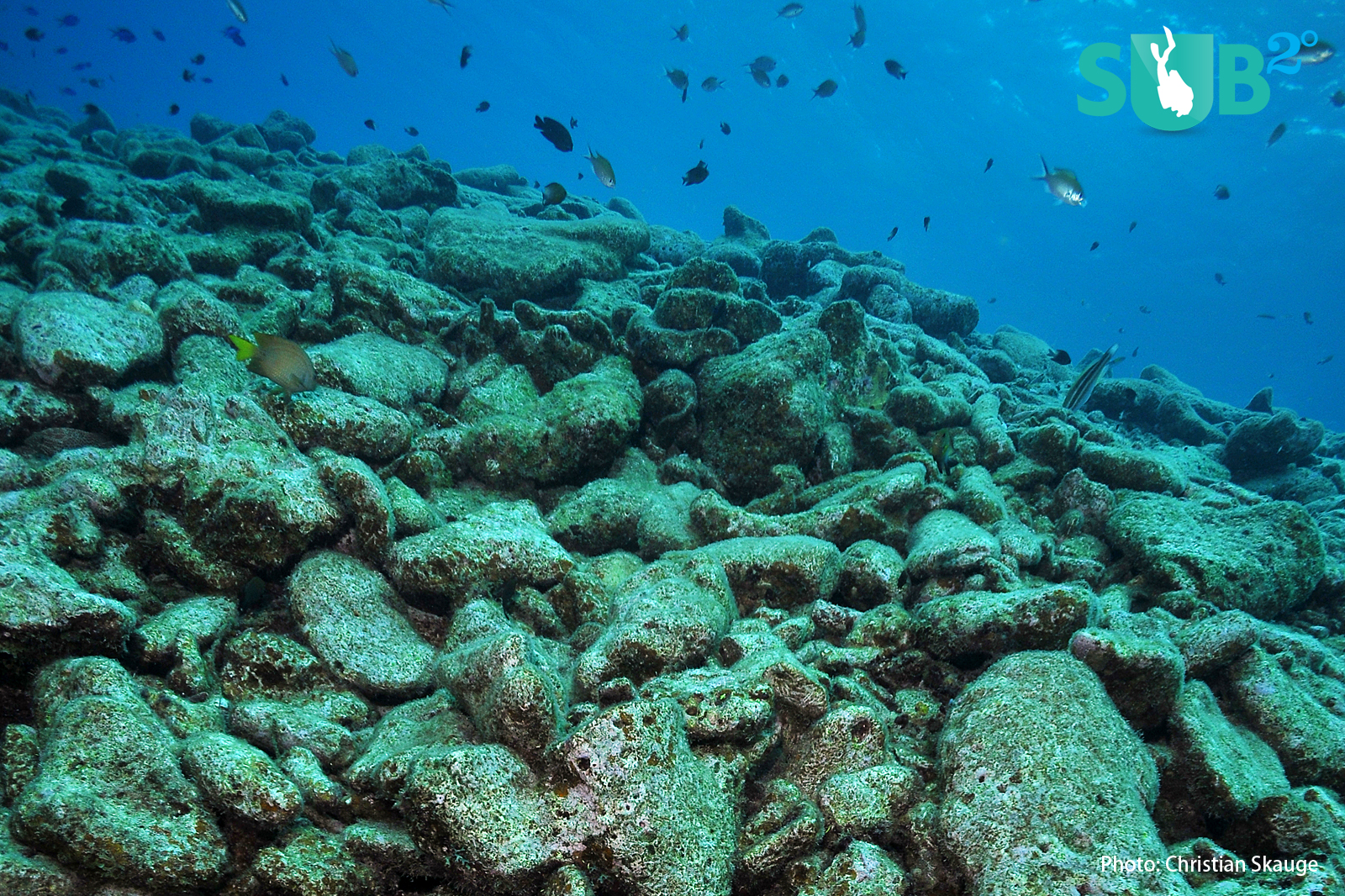 The remains of a dead coral reef