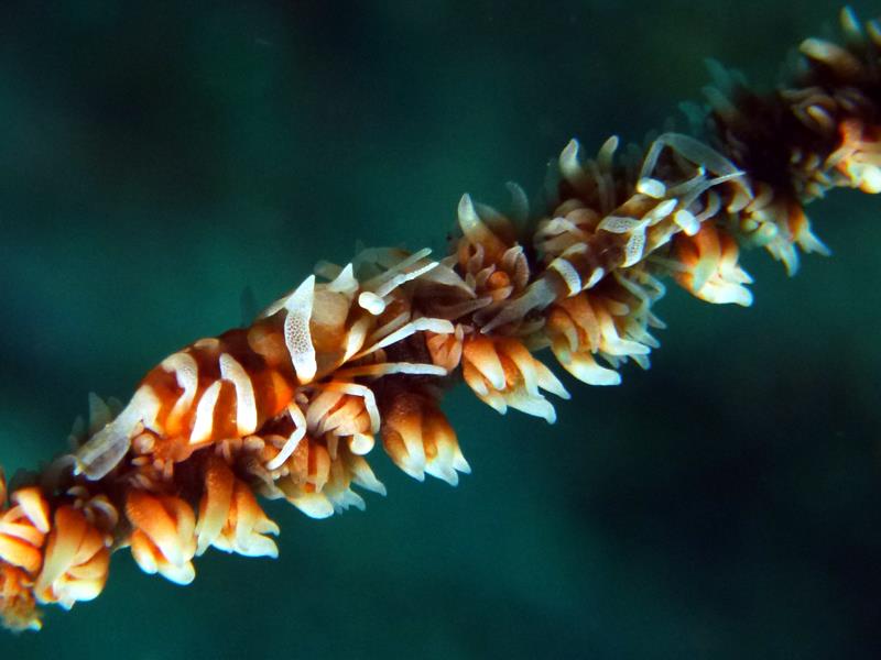 coralshrimp01