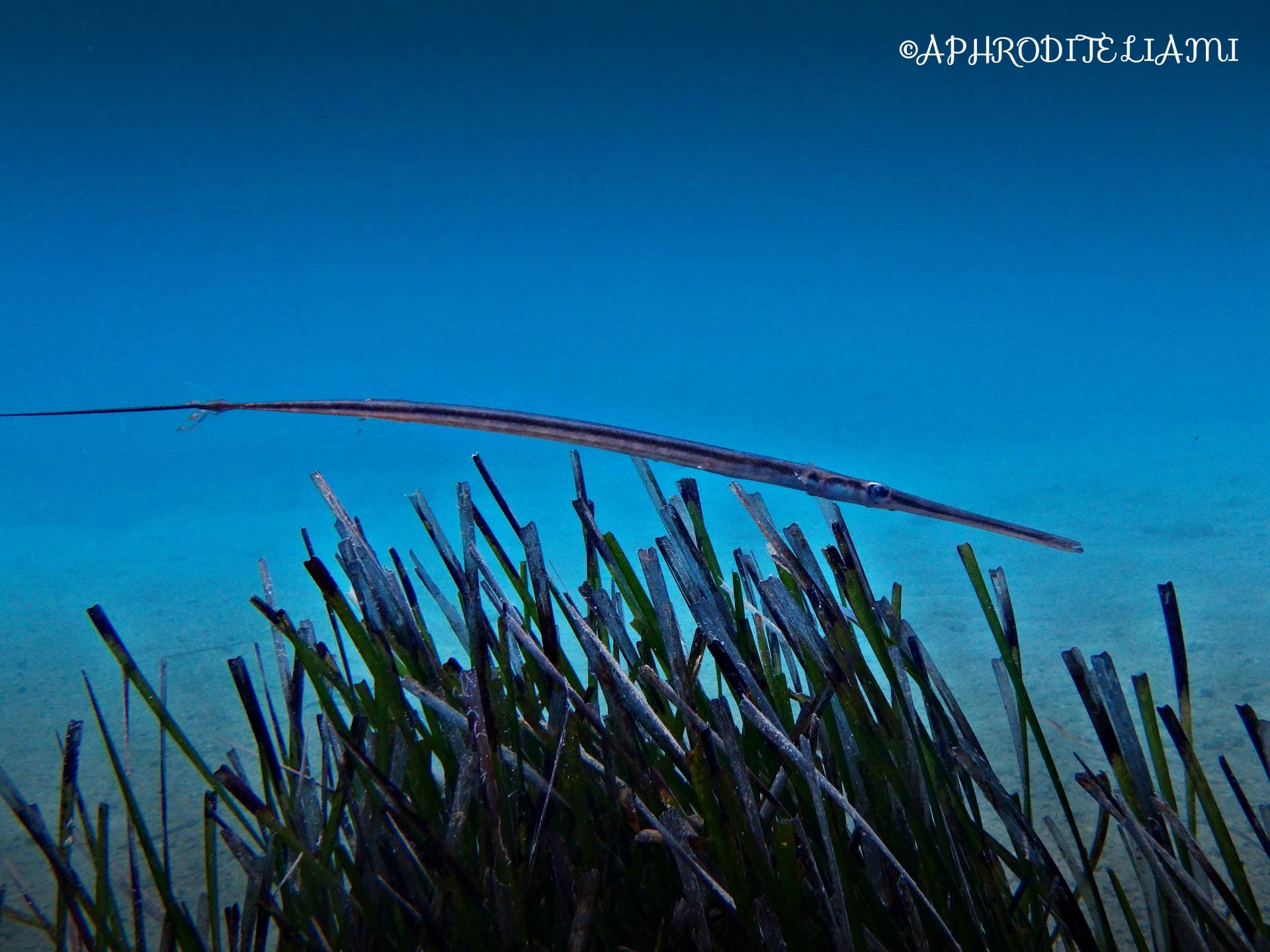 #scubadiving #scuba #diving #marinelife #sealife #sea #aegeansea #star #seastar #featherseastar #starfish #giantdoris #crab #fish #worm #flabellina #animal #kos #kosisland #greece #hellas #underwater #underwaterphotography #holiday #ecology #enviroment #liamisdivecentre