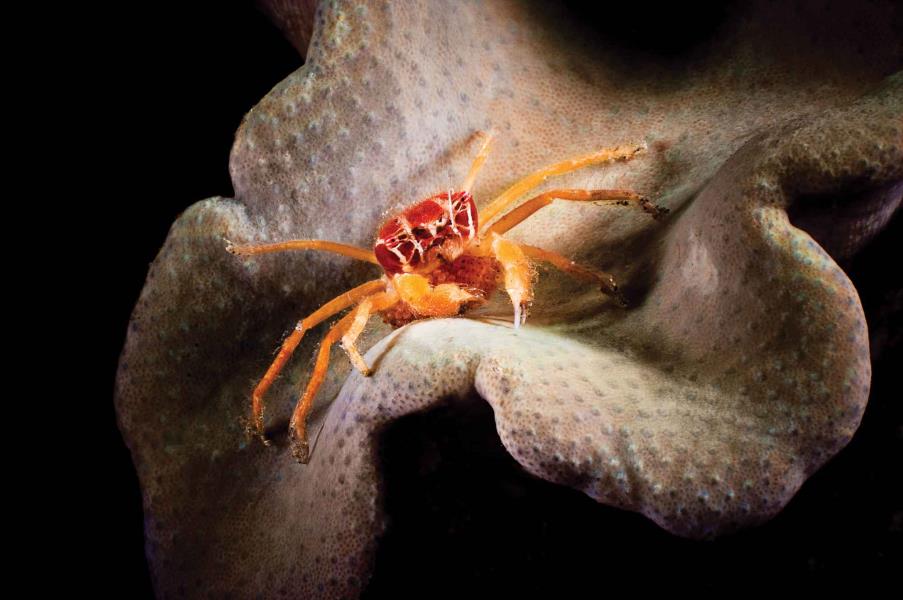 Crab On Coral