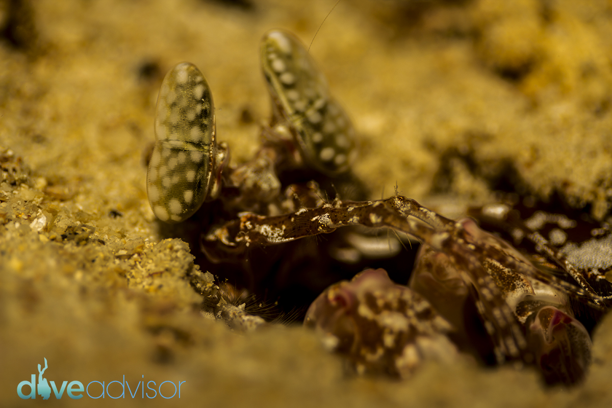 Mantis shrimp crawling out