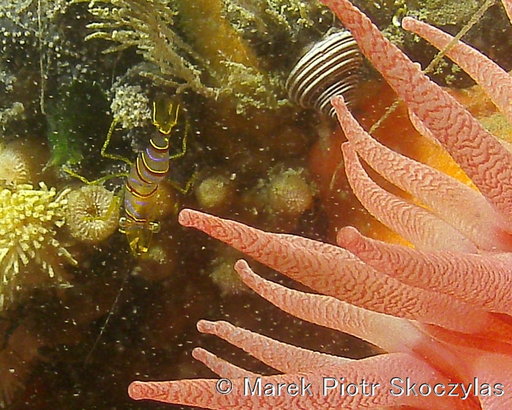 I recently started publishing on-line my over 44 thousand picture database of Puget Sound Critters organized by Species. The work has just begun. Flatfish & Rockfish part is completed plus some selected critters like Pacific Spiny Lumpsuckers (Little Cuties) and Puget Sound King Crabs. This work will continue at least for 1 year. Estimated completion Q1 2017. Here is the site: https://mareksk.smugmug.com/
