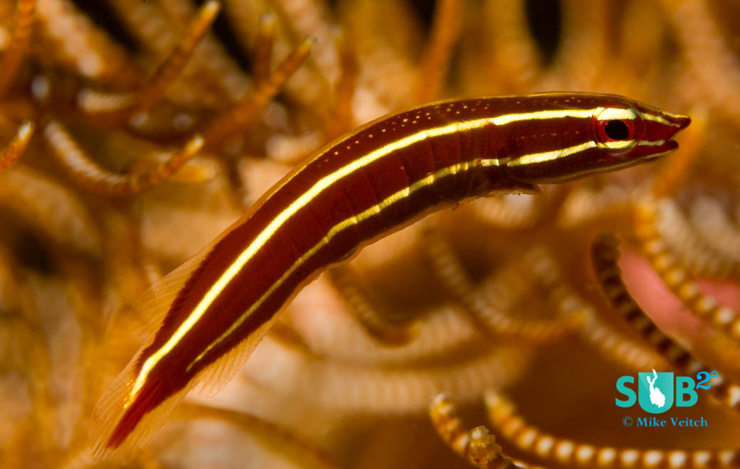 Cartoon-like fish that live with crinoids as a source of protection.