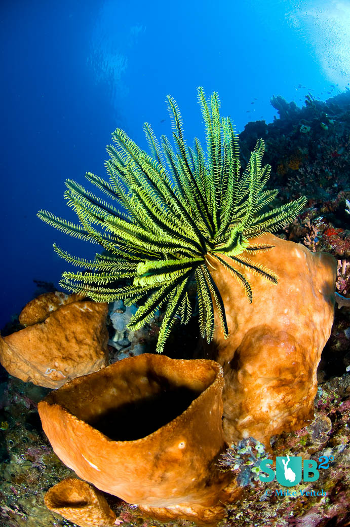 Crinoids are often found perched on sponges and soft corals in order to access more plankton carried by currents.