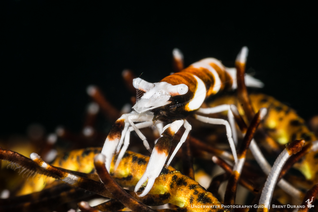 A uniquely colored crinoid shrimp poses in Indonesia's famous Lembeh Strait.