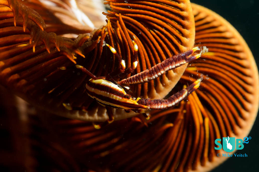 Squat lobsters live among the arms of crinoids for protection and as a food source.