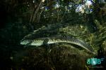 Crocodile at the Cenote