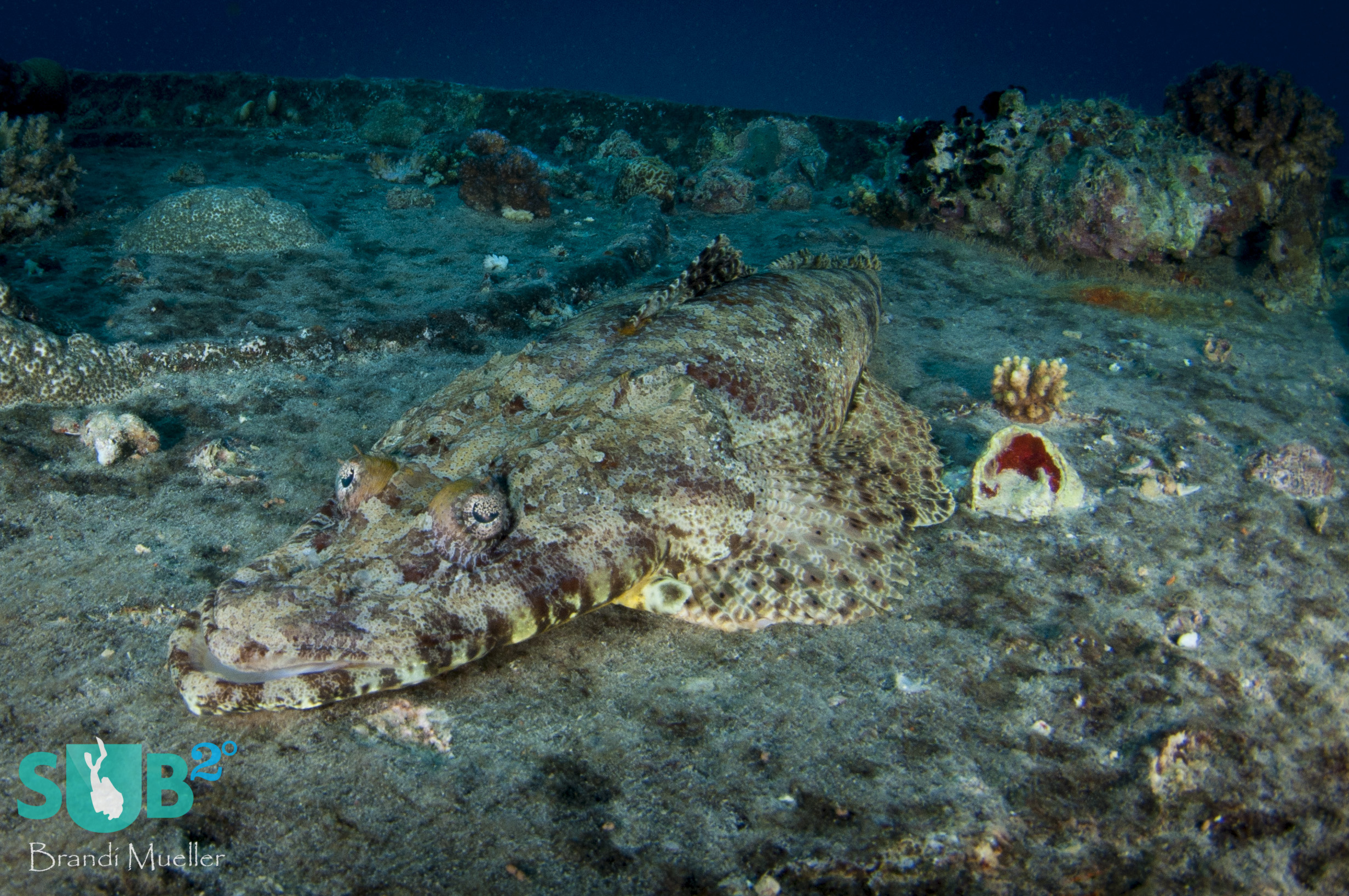 A crocodile fish is a common sight on the top deck of the SS Thistlegorm.