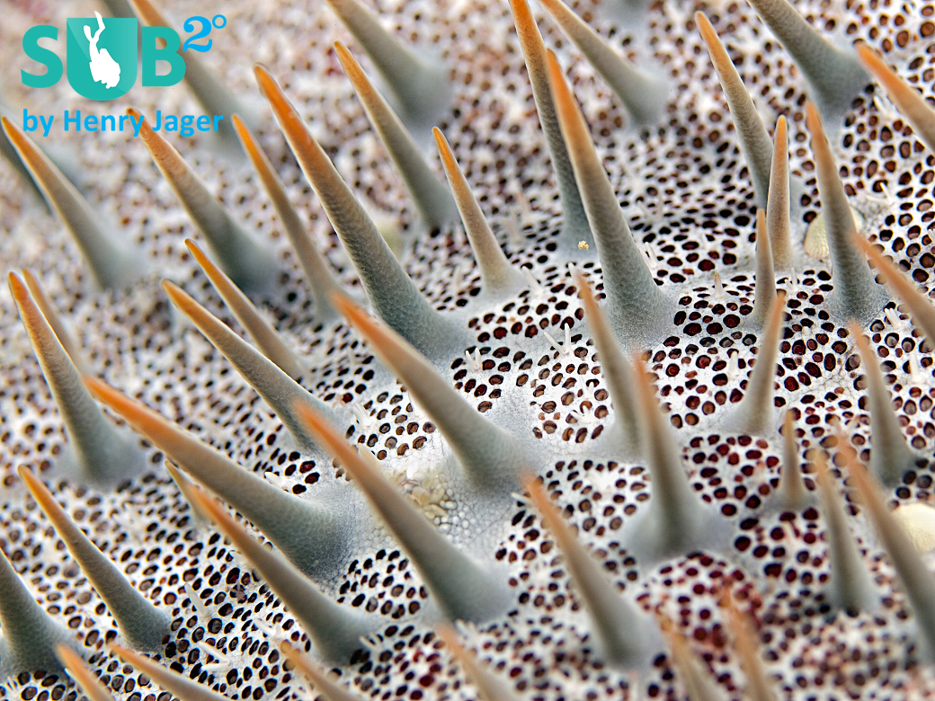 Reef-Art of a Crown of Thorns Starfish.