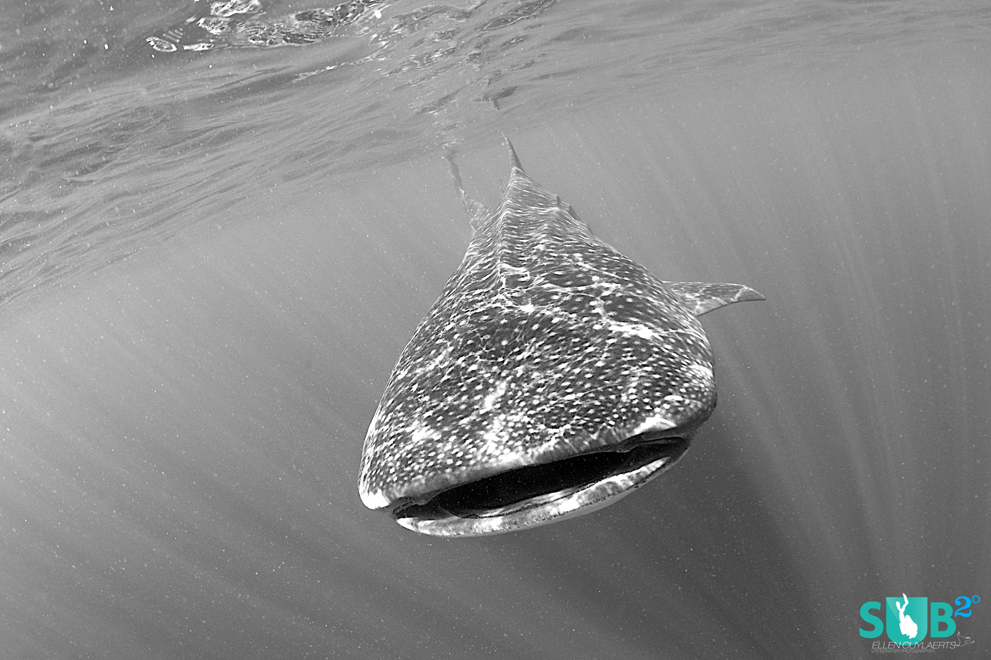 Getting out to the aggregation on rough water in small boats is not very comfortable, but when the sun comes out and the whale sharks appear, it's all worthwhile!