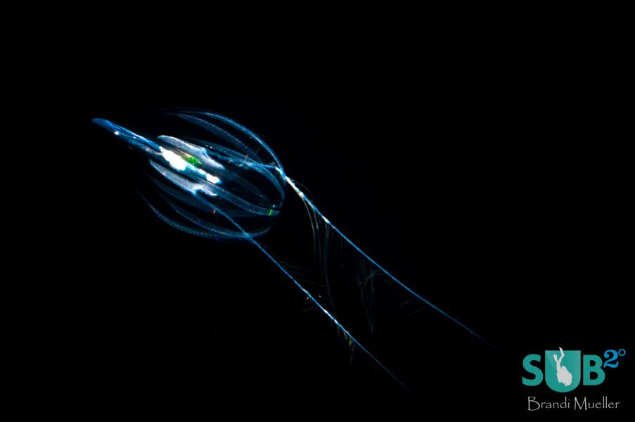 Ctenophore or Comb Jelly